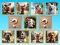Spēle Doggie Duo Discoveries online