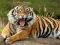 Spēle Animals Jigsaw Puzzle Tiger online