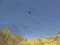 Spēle Toucan Shooter online