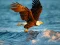 Spēle Animals Jigsaw Puzzle Eagle online