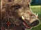 Spēle Boar Hunting Jigsaw online