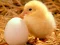 Spēle Lovable Little Creatures Puzzle online