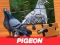 Spēle Pigeon Jigsaw Puzzle online