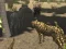 Spēle African Cheetah Hunting Simulator online