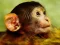 Spēle Funny Baby Monkey online