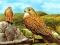 Spēle Birds of Prey Slide online