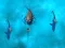 Spēle Avoid the Sharks online