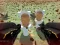 Spēle Shooting Survival Skibidi Toilet online
