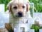 Spēle PicPu Dog online