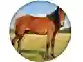 Spēle Animal Quiz online