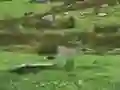 Spēle Pigeons Hunting online