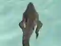 Spēle Crocodile Simulator Beach Hunt online