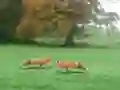 Spēle Hunted Fox online
