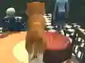 Spēle Dog Simulator: Puppy Craft online