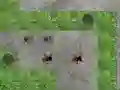 Spēle Spider Tower Defence online
