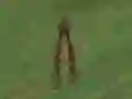 Spēle Dino Hunt online