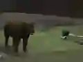 Spēle Bear Den online