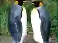 Spēle Penguin Puzzle online