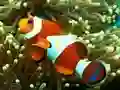 Spēle Underwater Hidden Numbers online