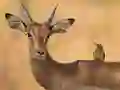 Spēle Wild Deer Jigsaw online