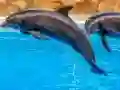 Spēle Sea Dolphin Jigsaw online
