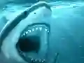 Spēle Hungry Shark online
