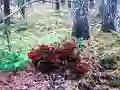Spēle Bernati Forest Adventure online