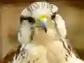 Spēle Gyrfalcon Jigsaw online