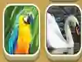 Spēle Match Zoo online