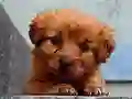 Spēle Puppy Puzzle online