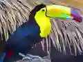 Spēle Toucan Bird Jigsaw online