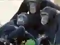 Spēle Funny Chimpanzee Jungle Escape online