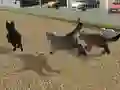 Spēle Run Cat Cat Race online