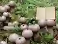 Spēle Lycoperdon Mushroom Land Escape online