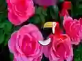 Spēle Precious Rose Escape online