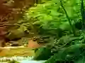 Spēle Peaceful Rainbow Forest Escape online