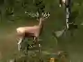 Spēle Sniper Hunting Deadly Animal online