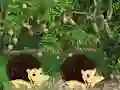 Spēle Escape From Mango Farm online