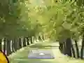 Spēle Pair of Cat Escape online
