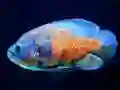 Spēle Tiger Fish Jigsaw online