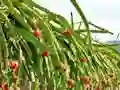 Spēle Dragon Fruit Animal Escape online