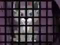 Spēle Trapped Wolf Rescue online