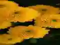 Spēle Chrysanthemums Jigsaw online