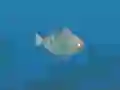 Spēle Fish Companions online