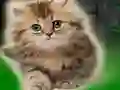 Spēle Couple Kitten Escape online