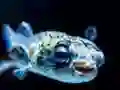 Spēle Puffer Fish Jigsaw online
