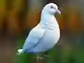 Spēle Realistic Pigeon Rescue online