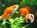 Spēle Blue Fish Escape online