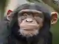 Spēle Chimpanzee Jigsaw online