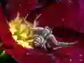Spēle Crab Spider Jigsaw online